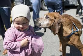 Cross-country canine crusade