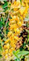 Image result for Crotalaria polysperma