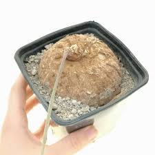 Image result for Adenia stenodactyla