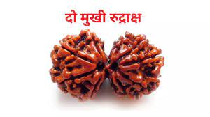 Two Mukhi Rudraksha is best for increasing love between husband and wife- Rudraksha Tips: पति- पत्नी के बीच अक्सर रहता है झगड़ा तो ये रुद्राक्ष काम करेगा तगड़ा, शिव और शक्ति का मिलता