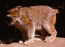 Lynx is a female icewing dragonet who was introduced in winter turning. Canada Lynx Eek Wisconsin