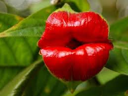 We did not find results for: Flowers On Twitter The South American Flower That Is Known To Locals As Hooker Lips