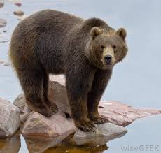 In the rgb color model used to project colors onto television screens and computer monitors, brown is made by combining red and green, in specific proportions. What Is A Brown Bear With Pictures