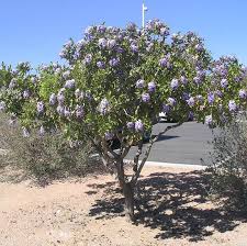 Tree with purple flowers texas. Texas Mountain Laurel Tree