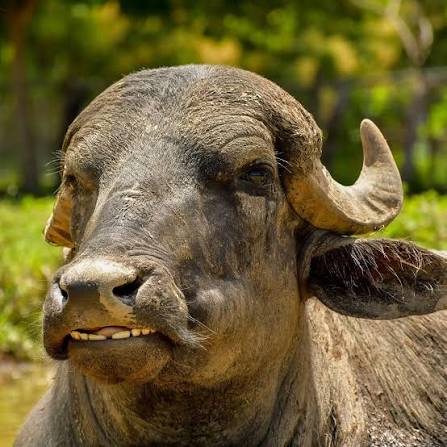 BÚFALO DE AGUA ⬇️ A los búfalos de agua se les llama así porque pasan la mayor parte de su tiempo en el agua, aunque son animales terrestres, no acuáticos. Sus pezuñas