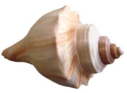Small Rapana Png Picture Sea Shells Png Image