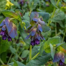 You entered the seed and coordinates correctly. Honeywort Seeds Cerinthe Major Flower Seeds