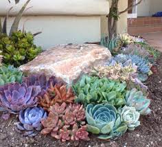 Design For Serenity S Succulent Tapestry Vignette Succulent Landscape Design Succulent Garden Landscape Succulent Garden Design