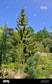 Image result for Araucariaceae