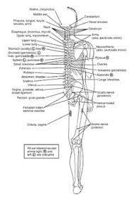 12 Best Chapmans Reflex Points Images Massage Therapy