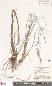 Image result for Rhynchospora holoschoenoides