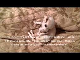 The best treatment for a liver shunt is surgery. Urgent Baby Chi Shelter Rescue Suspected Liver Shunt Youtube