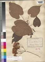 Image result for Dombeya torrida