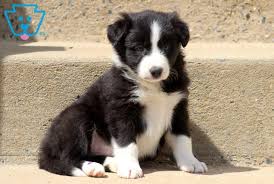 Free border collie animal printable coloring pages download. Photography Barb Lassa Fine Art Print Border Collie Puppy Black 8x10 White Color Art Collectibles Lifepharmafze Com