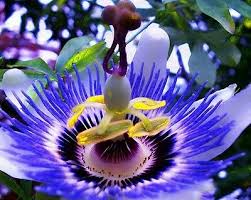 Maybe you would like to learn more about one of these? Passiflora Caerulea Seeds Cavaliers Star Curly Flower Seeds From Ukraine Ebay