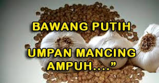 Maybe you would like to learn more about one of these? Bawang Putih Campuran Umpan Ampuh Untuk Umpan Mancing