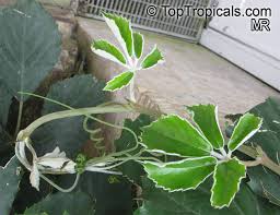 Image result for Tetrastigma