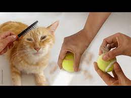 Sometimes we don't get a lot of time doing the cleaning tasks, but quick ways always help. 15 Ways To Remove Cat Hair Around The House Youtube