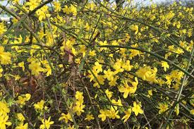 Image result for Jasminum breviflorum