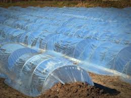 That can be a good thing if you have plants on the downwind (usually se side) of the asparagus that you would like to provide some extra winter protection or moisture for next spring. How To Prepare Asparagus For Winter Farm Animals