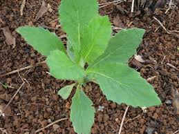 Image result for Crassocephalum crepidioides