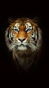 Epingle Par Abdelhakim Sur 4k Wallpaper Animaux Sauvages Animaux Animaux Mignons