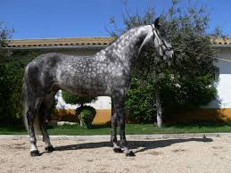 Black And White Horse Names Female Name 377245 Jpg Views 183 Size 163 2 Kb Dapple Grey Horses Grey Horse Horses