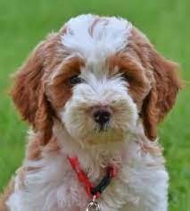 Puppies For Sale - All Breeds Lancaster Puppies Puppies For Sale Puppies Lancaster Puppies