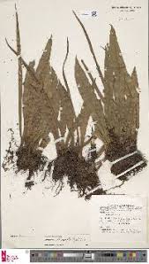 Image result for Loxogramme latifolia