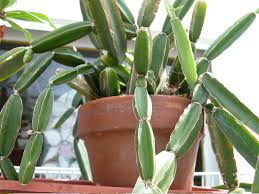 Image result for Cissus crusei