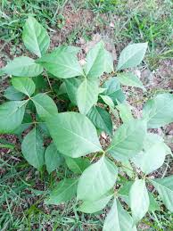 Image result for Salvadora