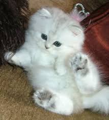 Image From Http Www Silverdreams Persians Co Uk Images Frontpage 20image Jpg Cats And Kittens Kittens Cutest Kittens