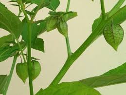 The precise management measures adopted for any plant invasion will depend upon factors such as the terrain,. Is It A Chinese Lantern Or A Wild Cape Gooseberry Borneo Lady