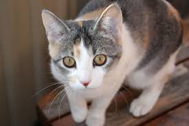 Saturday, 08 august 2015, 20:02 sursă: Astazi Este Ziua Internationala A Pisicii