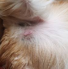 The biggest thing is spaying your dog. Mast Cell Tumor In Dogs Mastocytoma Signs Treatment