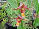 Epipactis Sabine