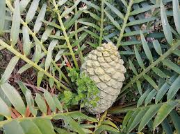 Image result for Encephalartos aplanatus