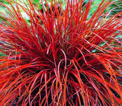 Created for the daily spitpainting group on facebook. 5 X Uncinia Rubra Red Evergreen Groundcover New Zealand Native Sedge Grass Ebay Ornamental Grasses Plants Grasses Garden