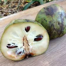 Image result for Annonaceae