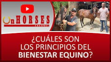 CUÁLES SON LOS PRINCIPIOS DEL BIENESTAR EQUINO? | On HORSES ...