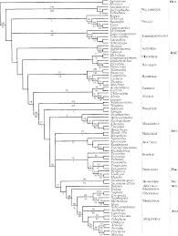 Image result for Apocynaceae subfamilies Asclepiadoideae and Secamonoideae