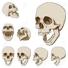 Pin By Lady Overlord On Pose Reference Animal Skull Drawing Skull Drawing Skull Illustration