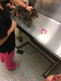 Fundraiser by Katelyn Giudice : Help Save Mystery the Cat