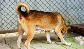 Bowel cancer is a general term for cancer that begins in the large bowel. Rectal Prolapse In Dogs Petcoach