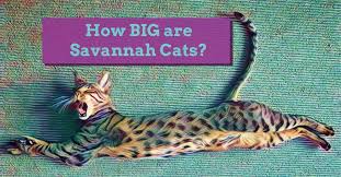 They are 50% wild and are very unique. How Big Are Savannah Cats Kitty Loaf