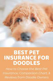 Looking for the best insurance for your pet? Best Pet Insurance For Doodles 2021 Update Doodle Doods