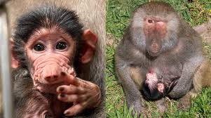 NC Zoo welcomes baby baboon named Winnie