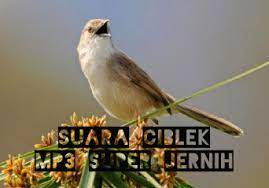 Download Suara Burung Ciblek Semi Gunung Pikat Mp3