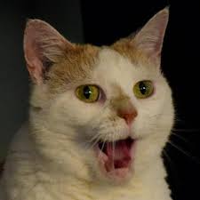 CalebTaber (Caleb Taber) · GitHub