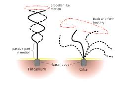 Check spelling or type a new query. What Is The Flagella In An Animal Cell Quora